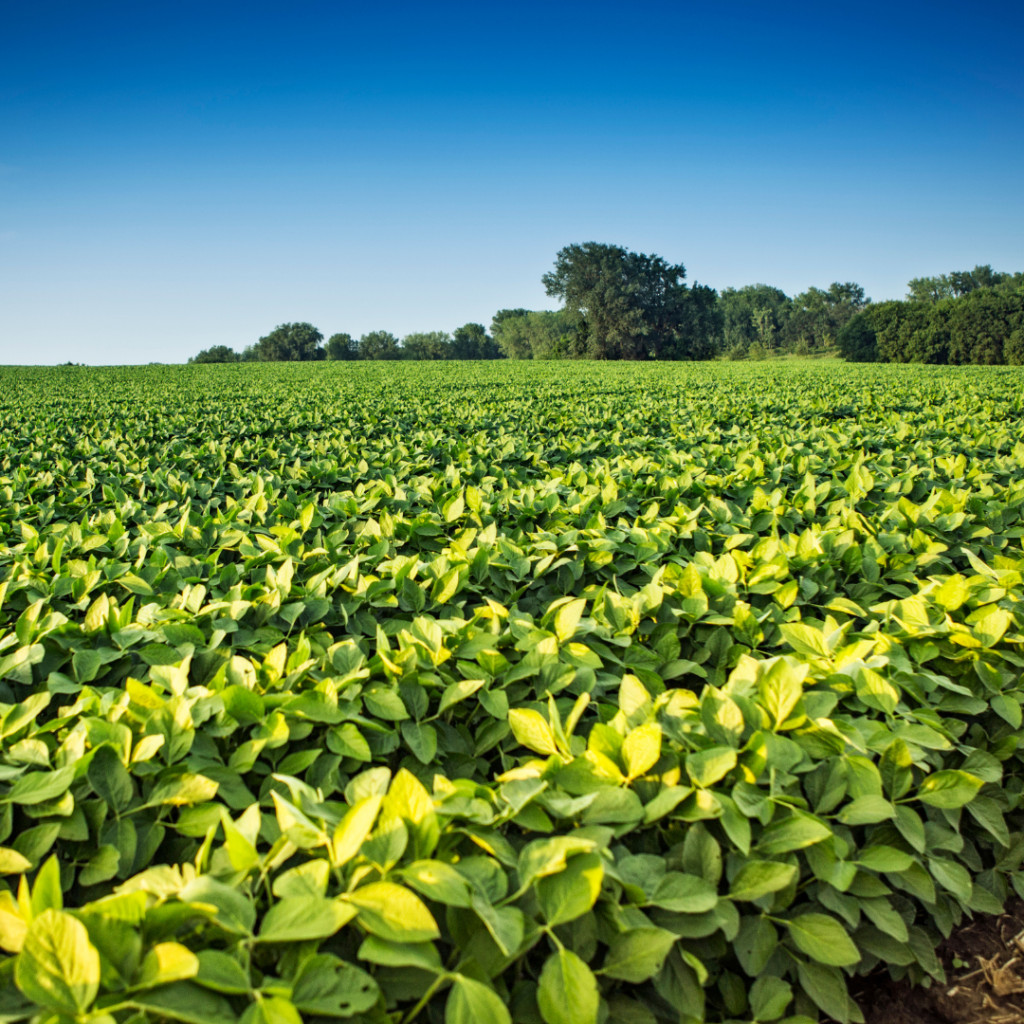 Governo Reduz Preço Mínimo da Soja em 12% para Apoiar Agricultores