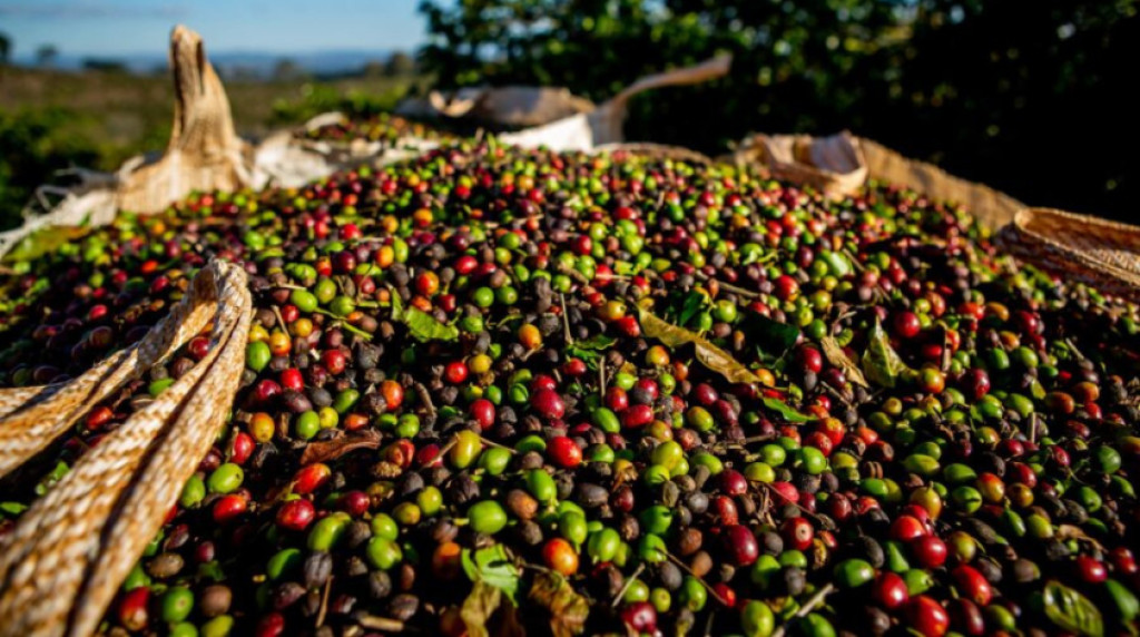 O preço do café caiu: Oportunidade ou risco para investidores e produtores?