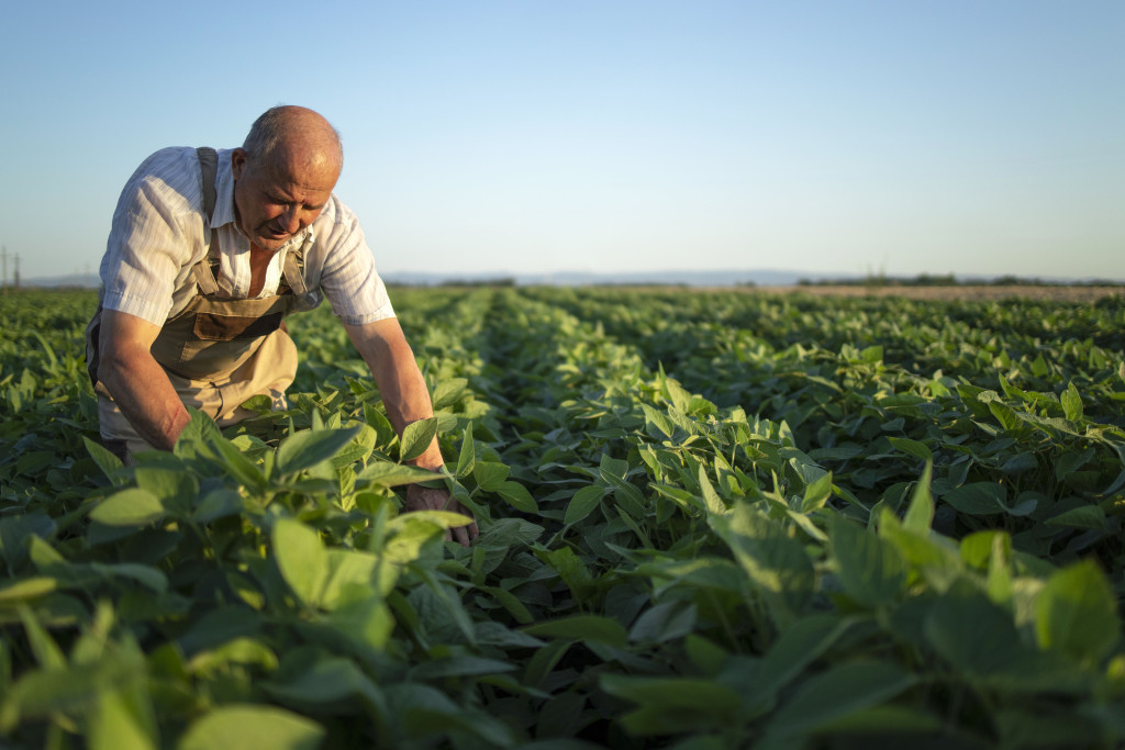 Boa Colheita Produtores: Yara Fortalece Vínculos e Recompensa Agricultores