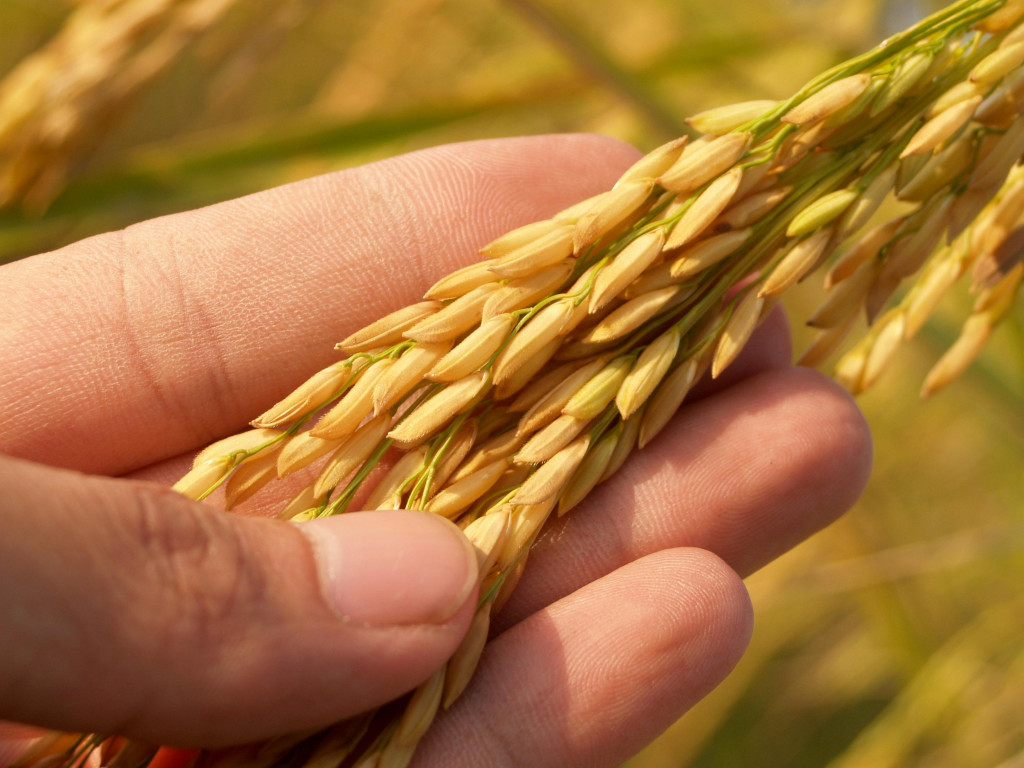 Discussão sobre leilão de Arroz Importado esquenta a Câmara