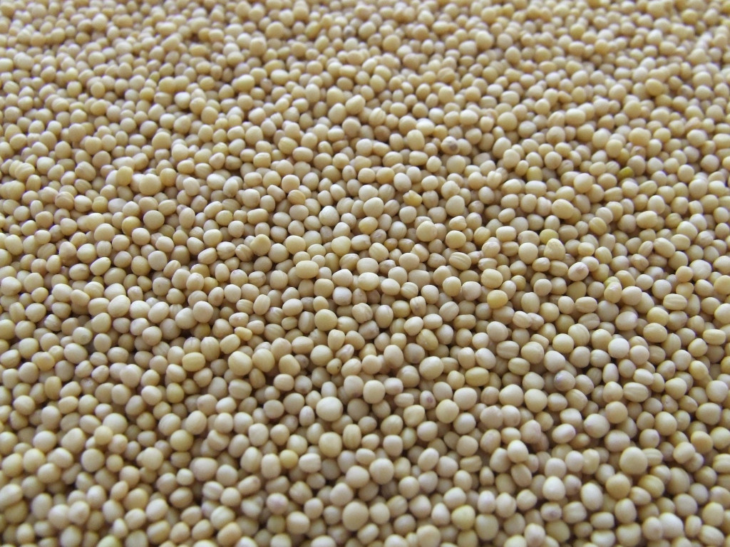 Desafios na Produção: Perdas significativas na Safra de Soja do RS